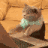 :typingcat: