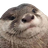 :golden803Loutre: