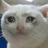 :sadcat: