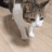 :catTired: