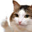 :cat_approve: