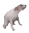 :doggodance: